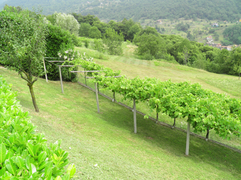 Ronco_Alborescia_60_Landschaft