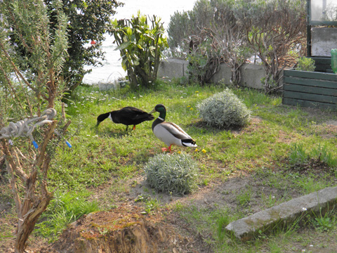 Pescatore_Gera_Lario_65_Strand