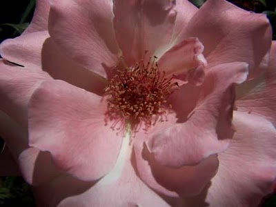 bild von FAQ  Coronavirus Italien